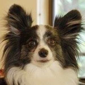 Meet your Posher, Chesley